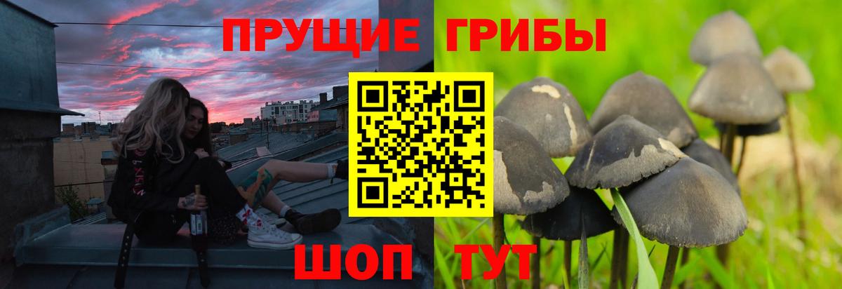 как найти наркотики  Вход с VPN  Канск  Псилоцибиновые грибы прущие грибы 